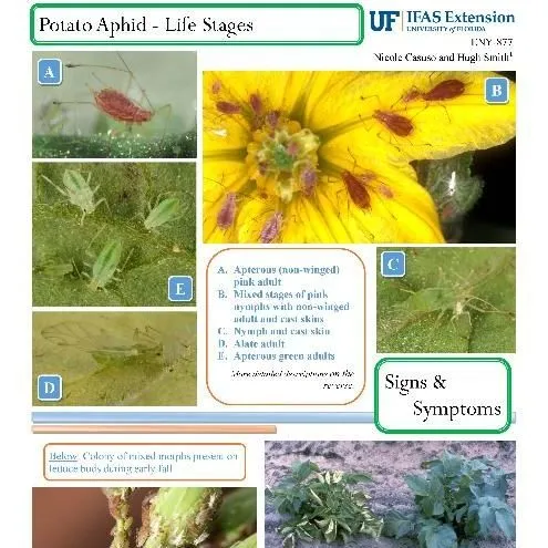 thumbnail for publication: Pest Identification Guide: Potato Aphid, Macrosiphum euphorbiae